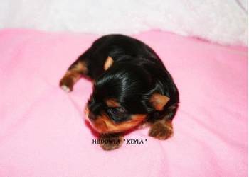 *** Yorkshire Terrier Śliczne Dziewczynki Po Maleńkich Rodzi