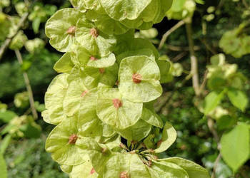WIĄZ GÓRSKI Ulmus glabra - NASIONA 1300 sztuk - 10g.