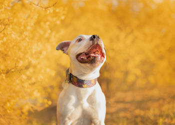 Staffordshire bull terrier