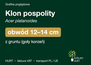 Klon pospolity (Acer platanoides) obwód 12-14 cm, z gruntu – HURT