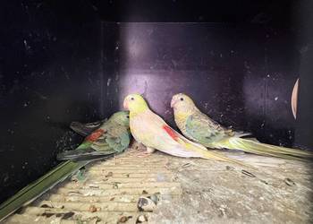 Papugi świergoty i inne