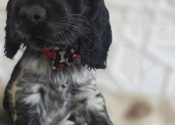 Cocker spaniel angielski pieski trzy ostatnie.