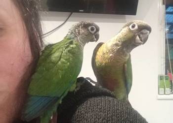 Dwa młode ręcznie odkarmione samczyki