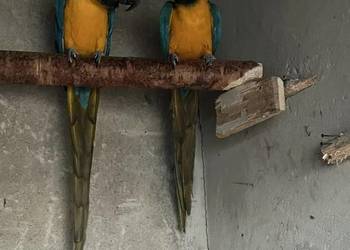 Sprzedam parę Ary ararauny