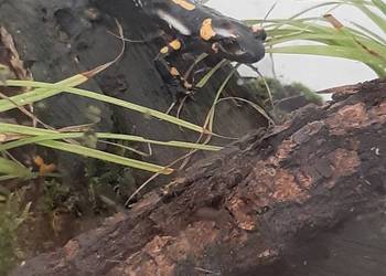 Gekon, kameleon, jaszczurka,  salamandra