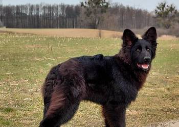 Czarny Piesek Owczarek Niemiecki Długowłosy