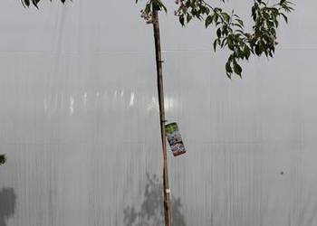 Wiśnia Różowa Pendula Pa 220cm