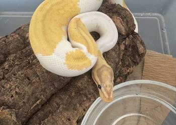 Regius banana piebald samiec