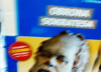 Obrona Sokratesa Platon Greg lektury szkolne