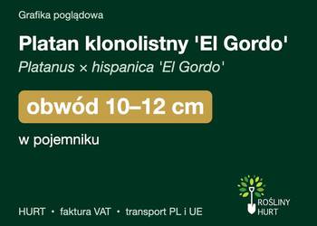 Platan klonolistny 'El Gordo' obwód 10-12 cm, w pojemniku – HURT