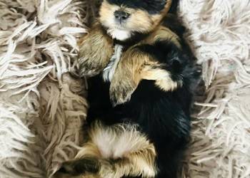 York Piękna Czarno srebrna Basia z Bajki. Hodowla z Certyfikatem.