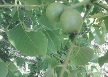 Syrop z orzecha włoskiego