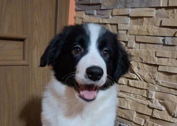 Border Collie szczeniaki inteligentne