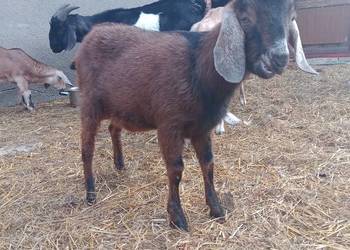 Sprzedam Koziołki i Kozy Anglonubijskie