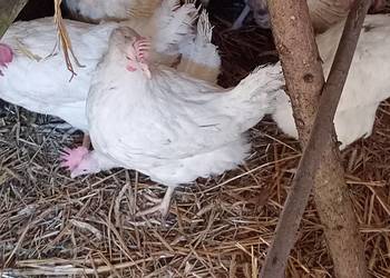 SPRZEDAM- kury nioski Novogen, 13 miesięczne z jajkiem