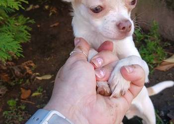 Sprzedam psa chihuahua