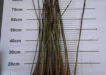 Sadzonki katalpy morwy białą czarna