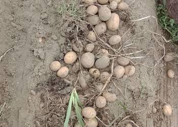 Ziemniaki paszowe ziemniaki odpadowe