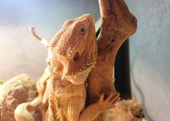sprzedam 2 agamy brodate z terarium
