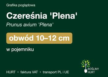 Czereśnia 'Plena' (Prunus avium) obwód 10-12 cm, w pojemniku – HURT