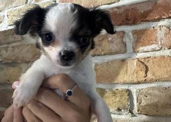 Sunia długowłosa Chihuahua – malutka, przekochana dziewczynka szuka domku