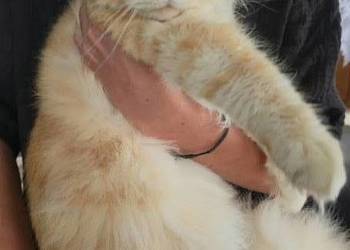 Maine coon kocurek