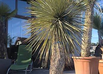 palma yucca rostrata