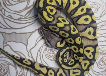Wąż pyton królewski, python regius samica