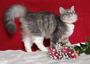 Koty Syberyjskie - MELBA ZKolakowegoDomu*PL