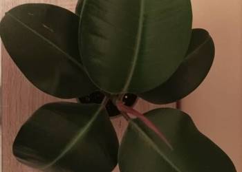 Figowiec sprężysty (Ficus elastica)
