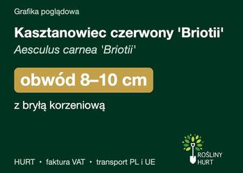 Kasztanowiec czerwony 'Briotii' obwód 8-10 cm, z bryłą – HURT