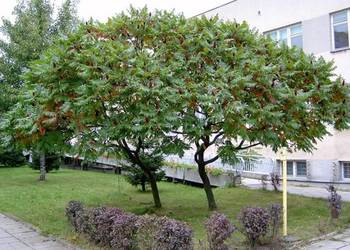 SUMAK OCTOWIEC Rhus thypina NASIONA 8000 sztuk - 100g.