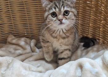 Kocurek Brytyjski złocisto pręgowany