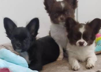 Chihuahua szczenięta super pies mini  prawdziwy rodowód ZKwP FCI Radom