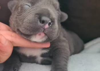 American Bully Pocket Abkc