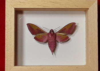 Motyl w ramce 10x8 cm . Deilephila elpenor 55 mm