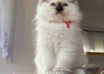 Kotka hodowlana FPL ragdoll