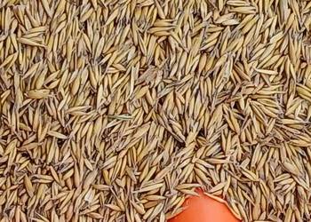 Sprzedam owies odmiana bingo