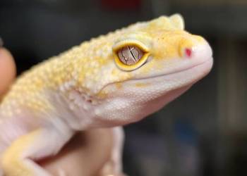Kupię młodą samiczke gekona lamparciego albino z tego roku
