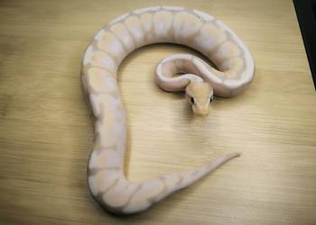 Pyton królewski Banana Cinnamon Spider