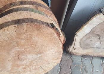 Plastry drzewa olcha