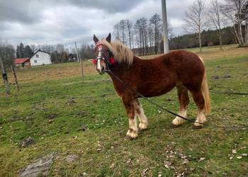 Sprzedam klacz 5-letnia