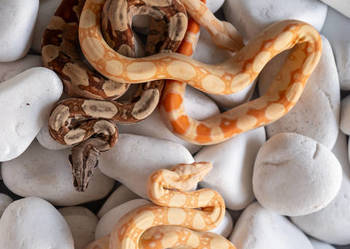 Boa Albino kahl het anery t1 poss. het blood