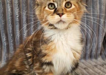 Maine Coon duże linie hodowla FPL