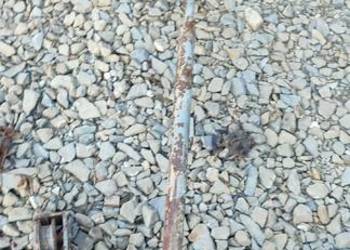 Znacznik  siewnik poznaniak