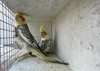 nimfy wystawowe 2026