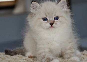 Kocurek ragdoll z rodowodem TICA