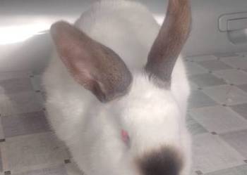 Samica Kalifornia zakocona wykot 01.03.26