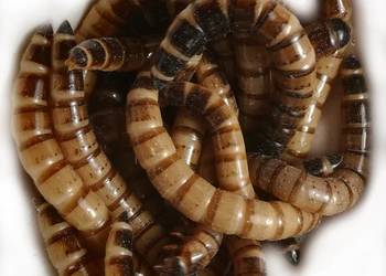LARWA drewnojada / Zophobas morio 100ml LIZARD SHOP