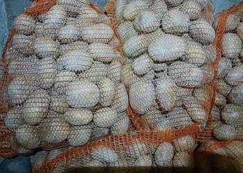 Ziemniaki Jadalne Bellarosa Jurek